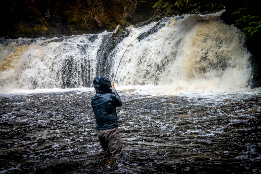 Steelhead below a waterfall Steady rains produced rising flows making sight casting more difficult so we focused on large runs such as this waterfall hole which had several fish stacked up. Ann is hooked up on a nice one!