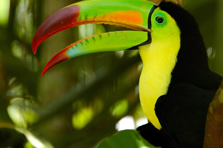 Amazing birding at Belcampo