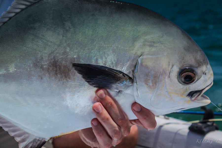 Fishing for permit near Punta Gorda Belize