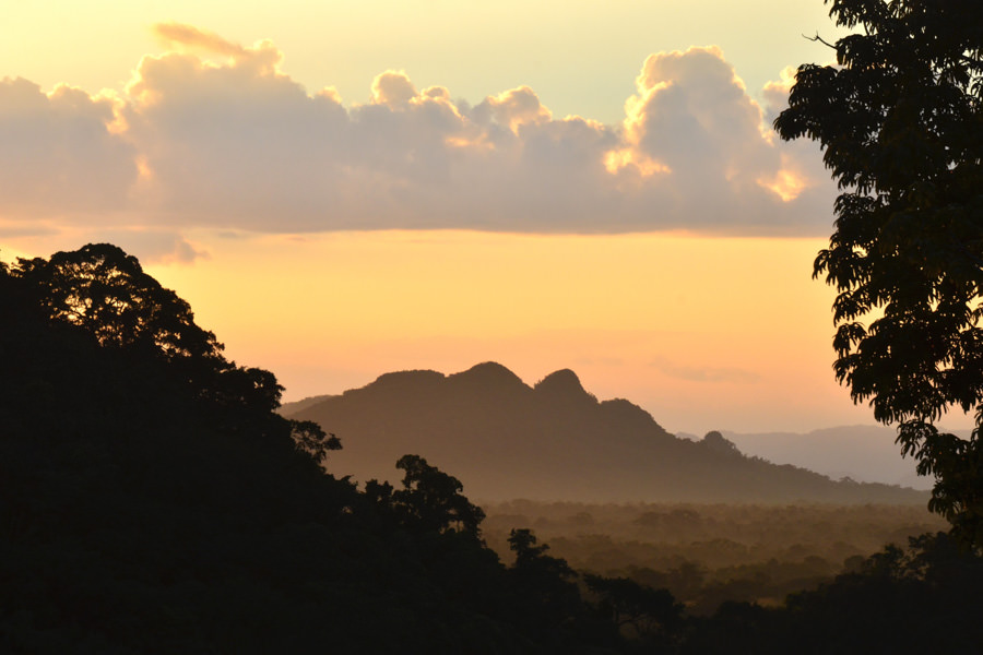 The Belize jungle at sunset