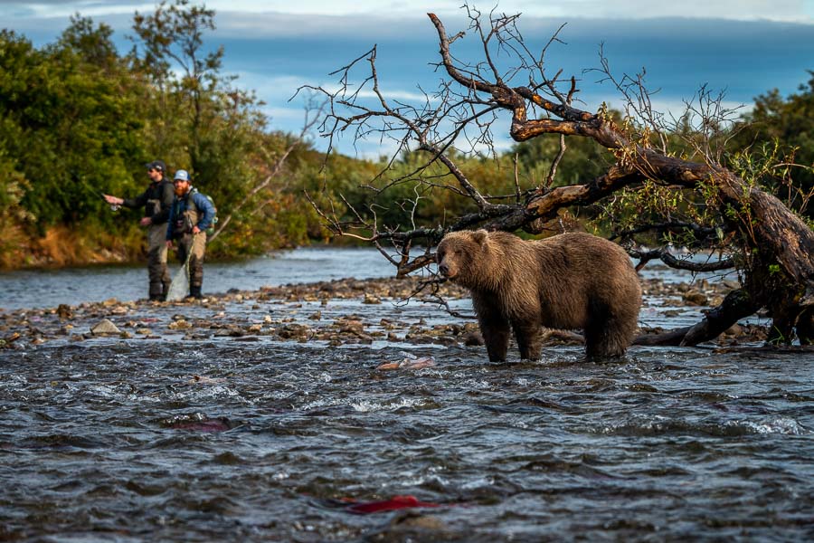 Heavy salmon runs attract lots of bears. Guide Sam keeps a watchful eye on this bear while it chased sockeye in a nearby riffle
