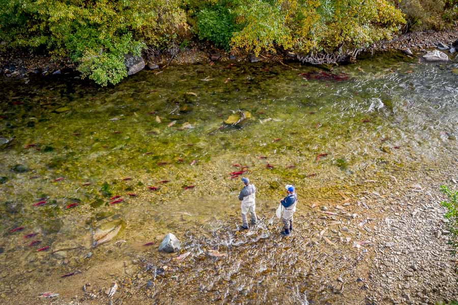 A small stream with big fish. Sockeye salmon were thick in Emerald and in large rainbow trout had followed them to aggressively feed on their eggs. We took turns sight casting to 18-24" rainbows and lost track of how many we hooked.