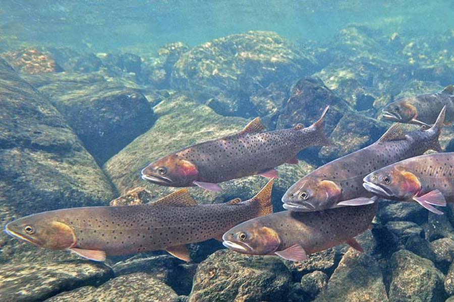 Montana Fishing Lodges, Montana Fishing Trips