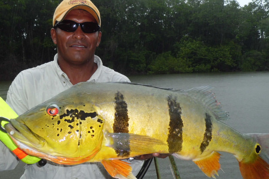 Other Fish of the  - Peacock Bass Fishing on private waters