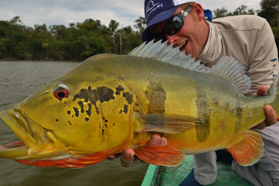 huge peacock bass brazil