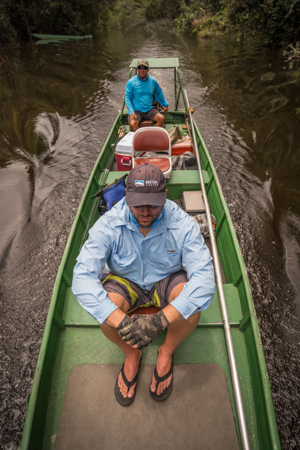 looking for peacocks