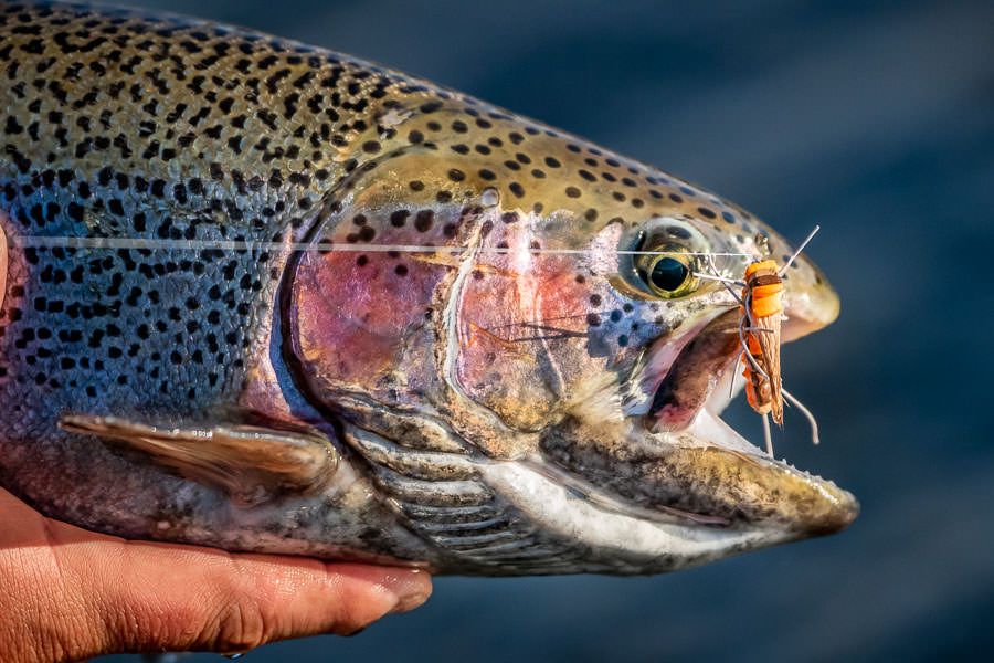 "Dry flies ranged from large hopper patterns to smaller dries resembling midges or beetles no smaller than 18."
