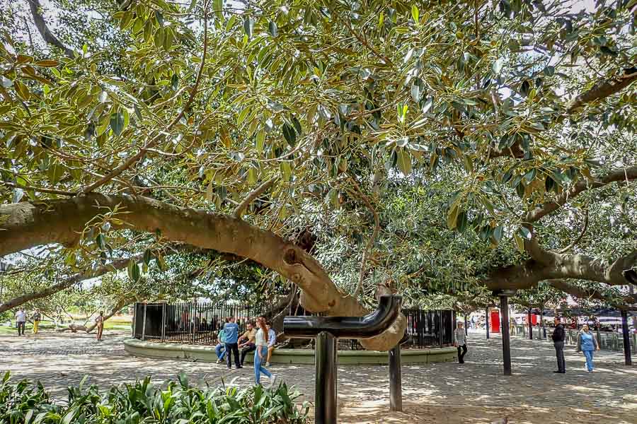 Gomero De La Recoleta - " a giant rubber tree that was planted well over 200 years"