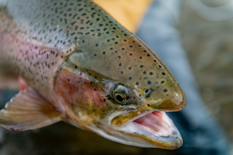 " My most productive retrieve was 10-12” strip with a short pause in between. As in the Bay of Pigs I preferred some of my more heavily weighted leeches and scuds in this water to get down."