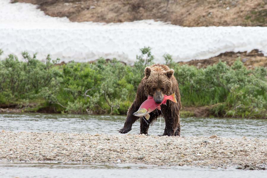 Montana Angler, Intricate Bay Lodge