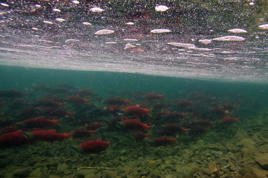 Montana Angler Hosted Trips