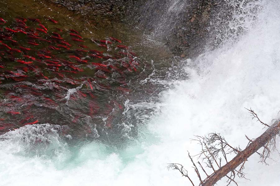 Montana Fly Fishing Trips