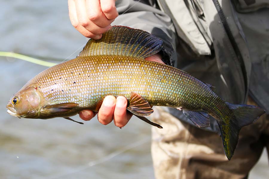 Fly Fishing in Alaska