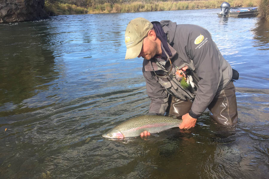 Big Alaskan Rainbow Trout