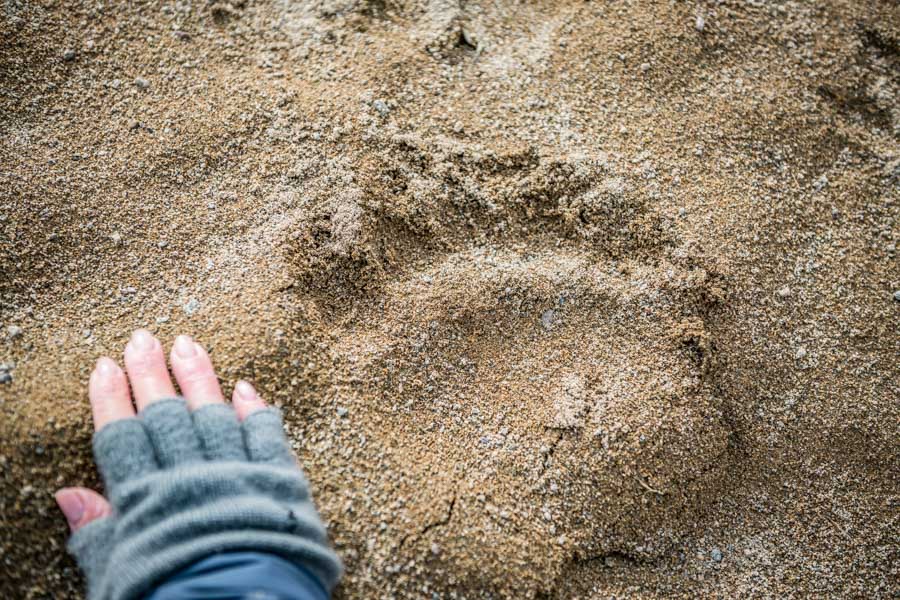 Alaska Brown Bear print