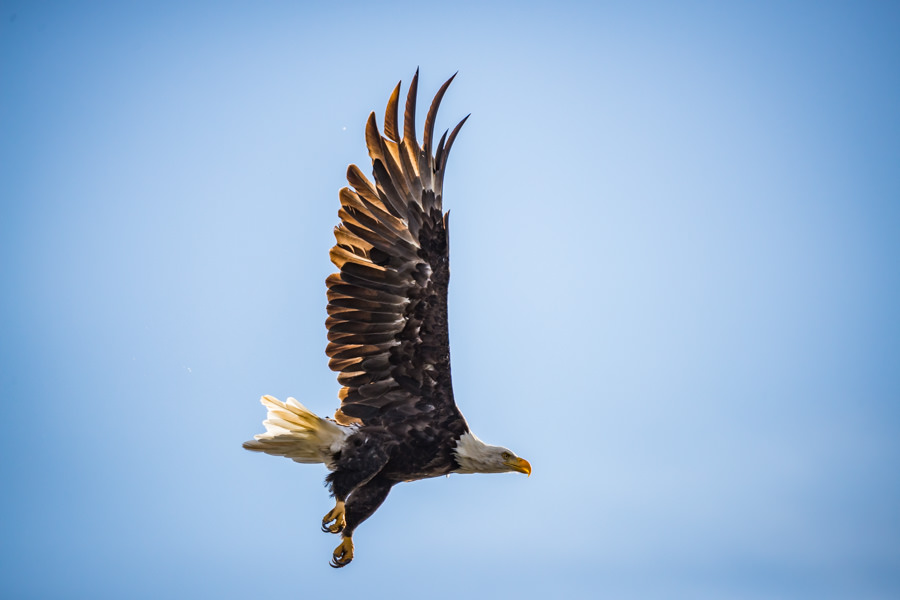 eagle flying