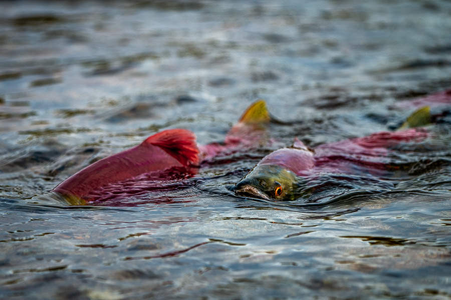 Alaska salmon
