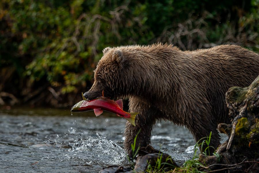 Bear Chasing Salmon