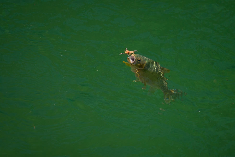 Montana Dry Fly Fishing