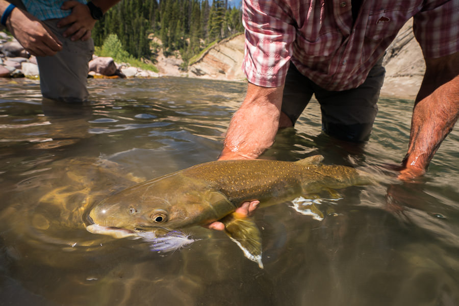 Bob Marshall Wilderness Bull Trout