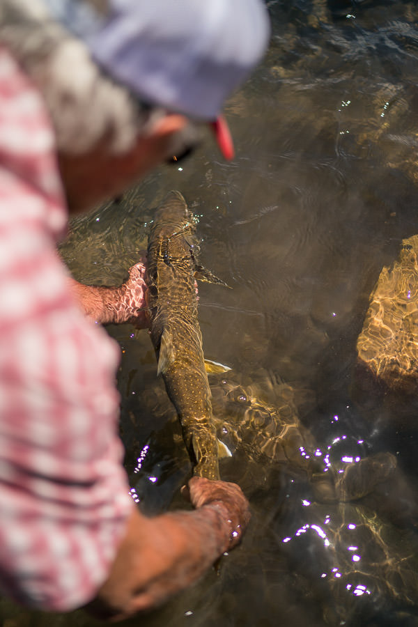Bob Marshall Wilderness Bull Trout