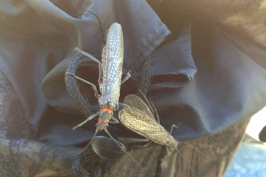 salmon fly fishing gallatin river best time to fish yellowstone national park