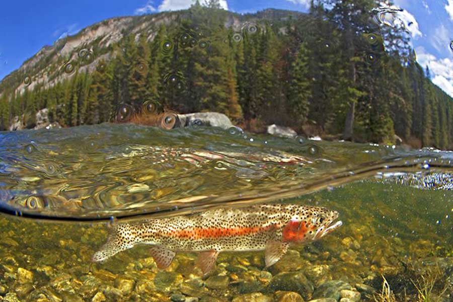 yellowstone park fly fishing Gallatin River fly fishing trips