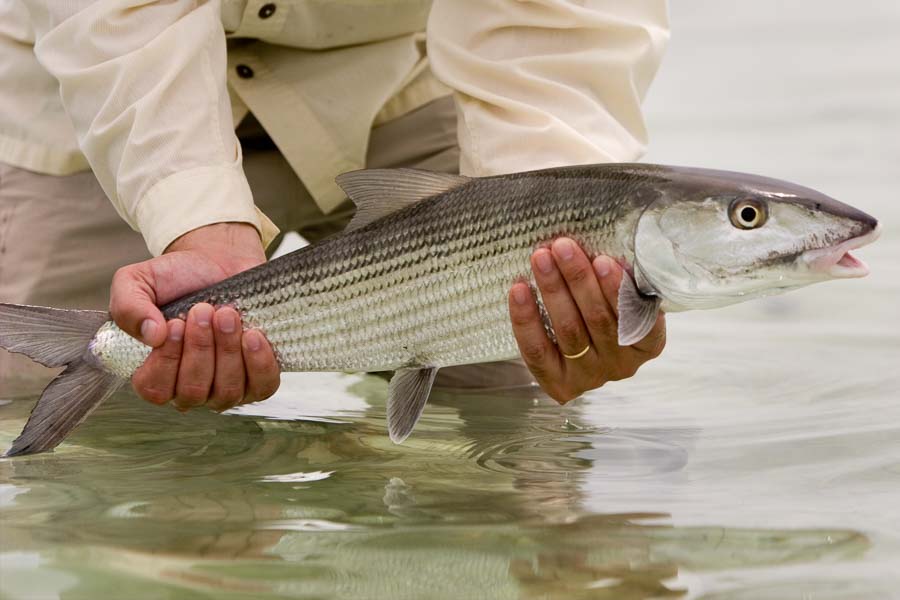 Bahamas Bonefishing Trips