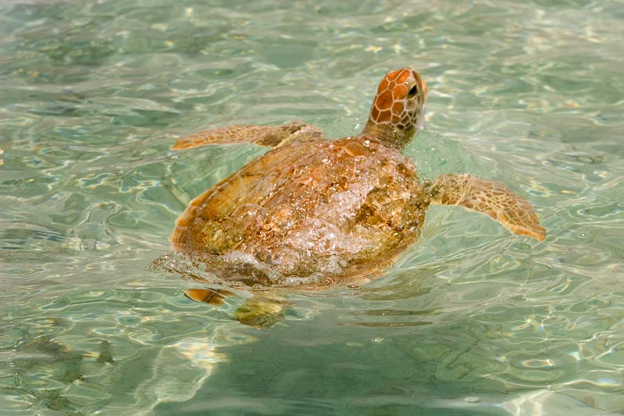 Montana Angler International Fly Fishing