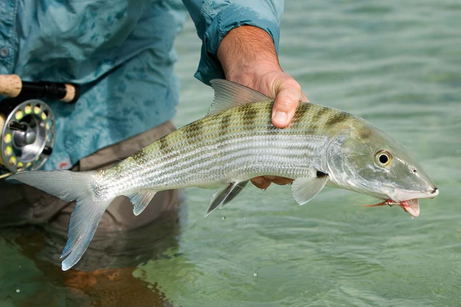 International Fly Fishing Trips