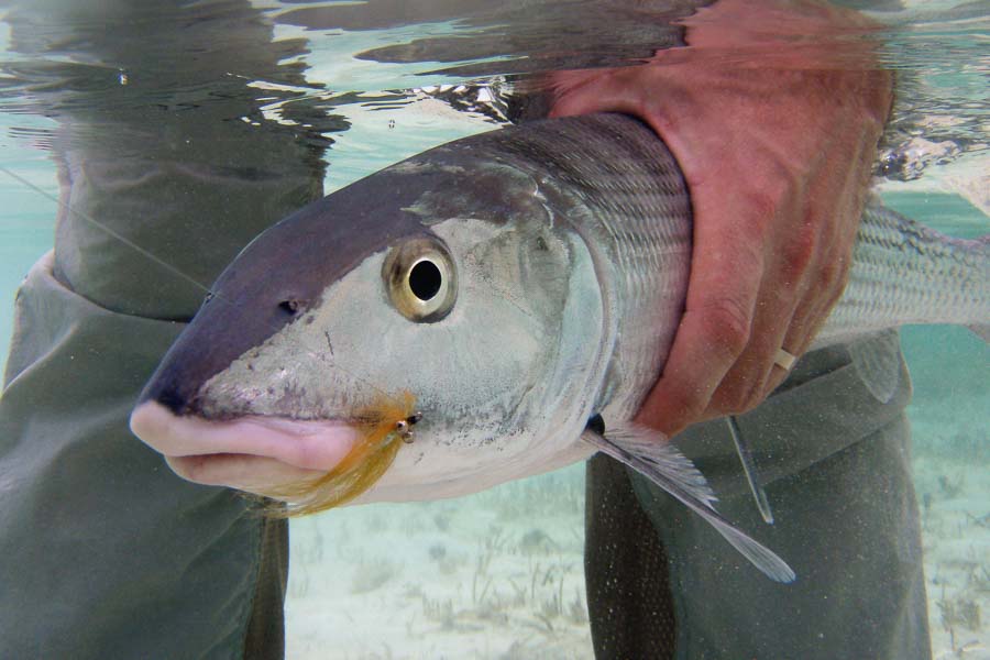 Montana Angler Bahamas Fishing