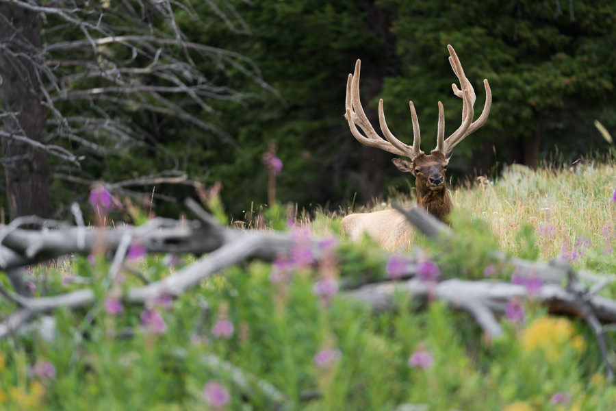 Montana Fly Fishing Trips, Montana Angler