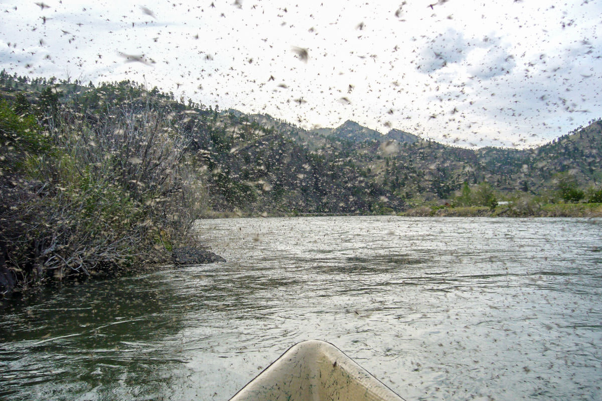 "The end of the month marks the start of the Mother's Day caddis hatch, perhaps the most spectacular insect emergence in the west. "