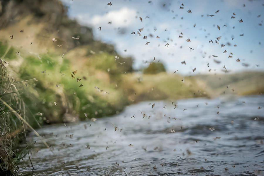 "The Mother's Day caddis is a spectacle rivaled by only a few mayfly emergences like sulfurs on the Delaware. Innumerable insects mill along the banks in the mornings and evenings and the trout readily feed on them from pupae to egg layer..."