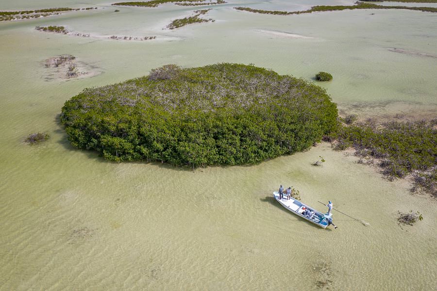 Snook patrol the root systems of large mangrove "bushes". The game is to scan the pockets in the roots to spot a cruising snook and then make a tight cast to pull them out of the cover