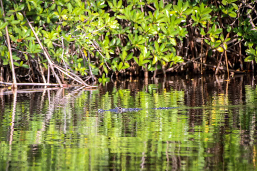 Fly fishing trip in Mexico