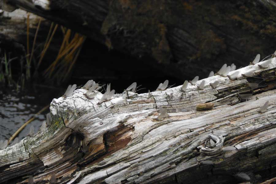 Hatches of Blue Winged Olives can last well in to May on the Yellowstone