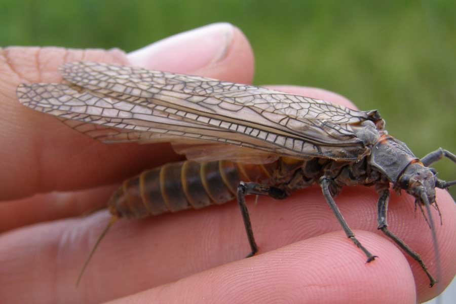 Giant aquatic insects like the salmon fly offer enough calories to entice even the largest trout to the surface