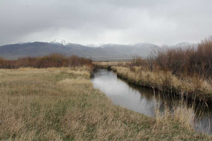 spring creek fishing spring creek view