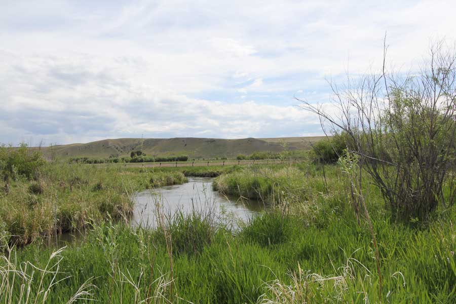 spring creek trout fishing montana trout fishing guides
