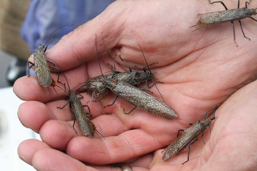 Handful of Salmon Flies "My favorite strategy is to fish about 5 days behind the main hatch."