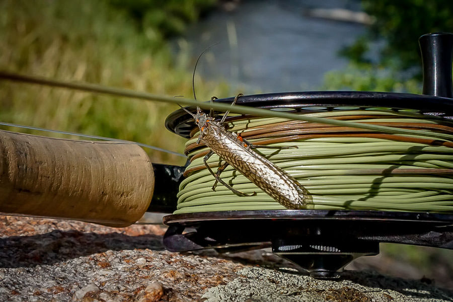 Large Salmon Fly on the Madison River "These insects are so large and full of nutrition, that even the largest fish in the river become interested."