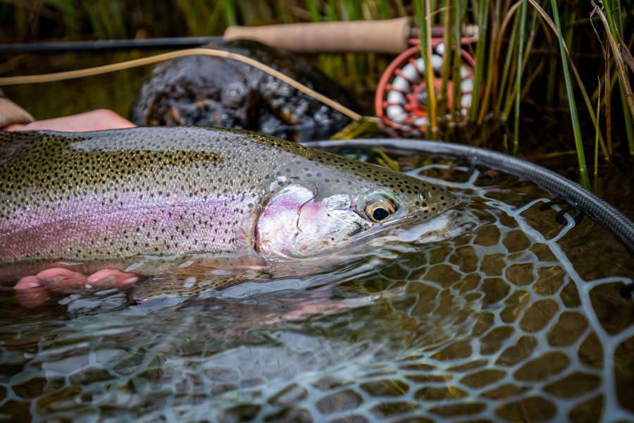Madison River Rainbow, fishing the Slamon fly hatch "With that being said, I always schedule one or two days off during salmon fly time to swing for the fences and take my chances on the big bug..."