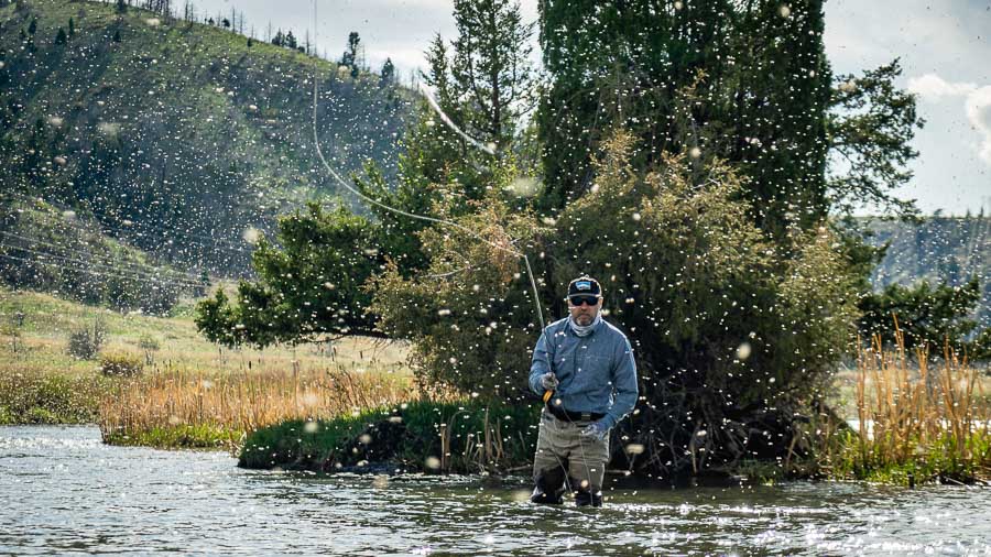 "The Lower Madison also has a terrific Mother’s Day hatch. The Lower Madison is protected by some of the dams on the river which makes is a more reliable river for the hatch on years when the Yellowstone gets dirty early."