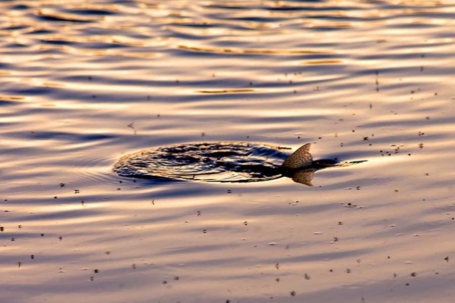 "In February, March and April anglers hungry for surface action can find some consistent late morning dry fly action during the hatch."