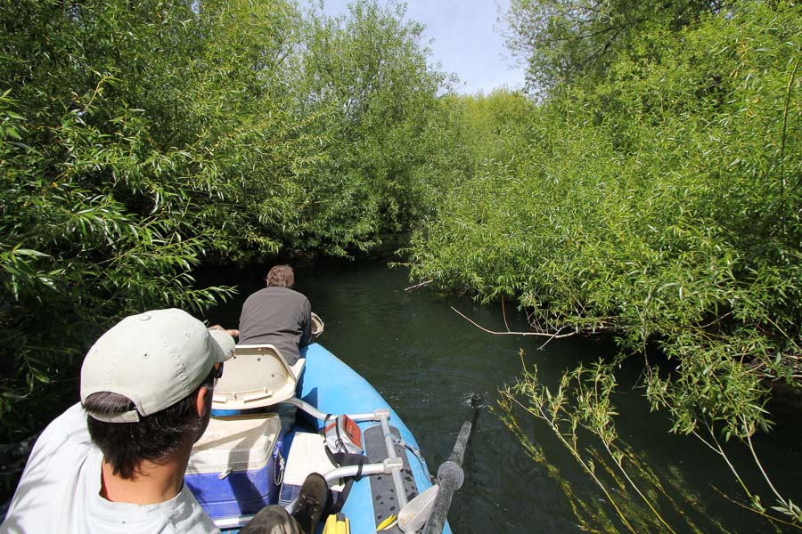 Argentina Fly Fishing Trips