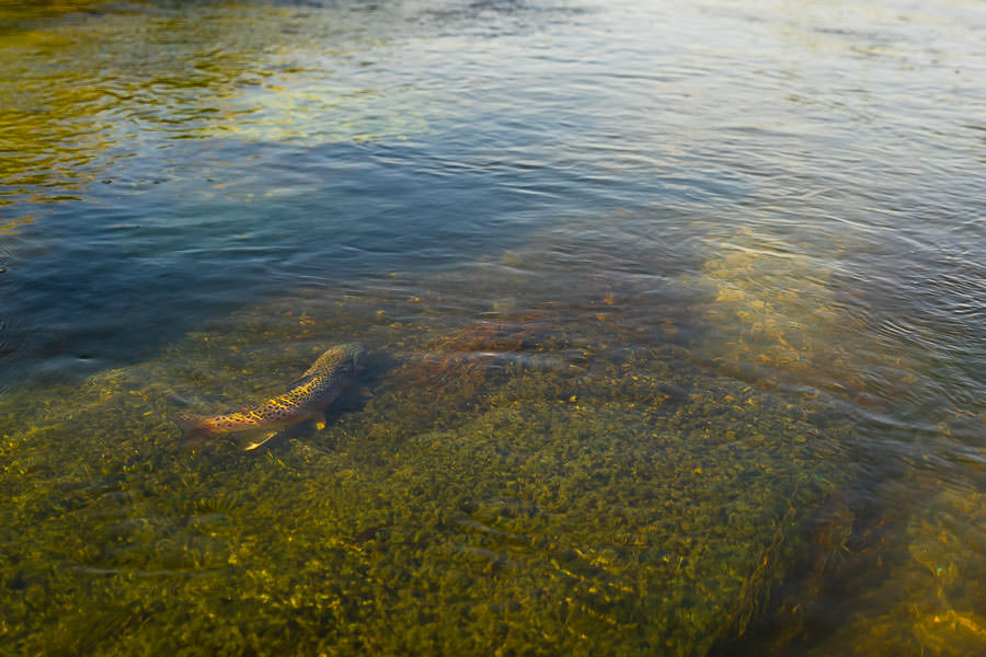 Private Access Fishing