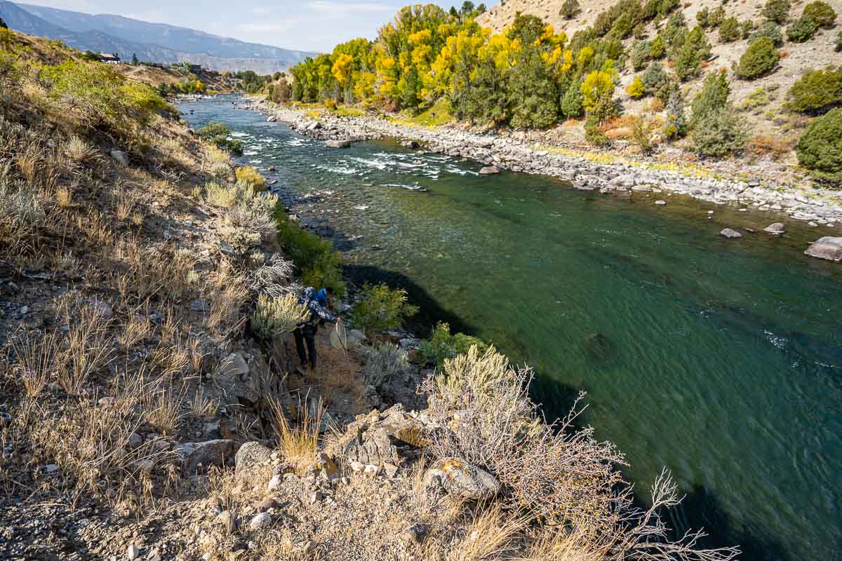 trout fish yellowstone river