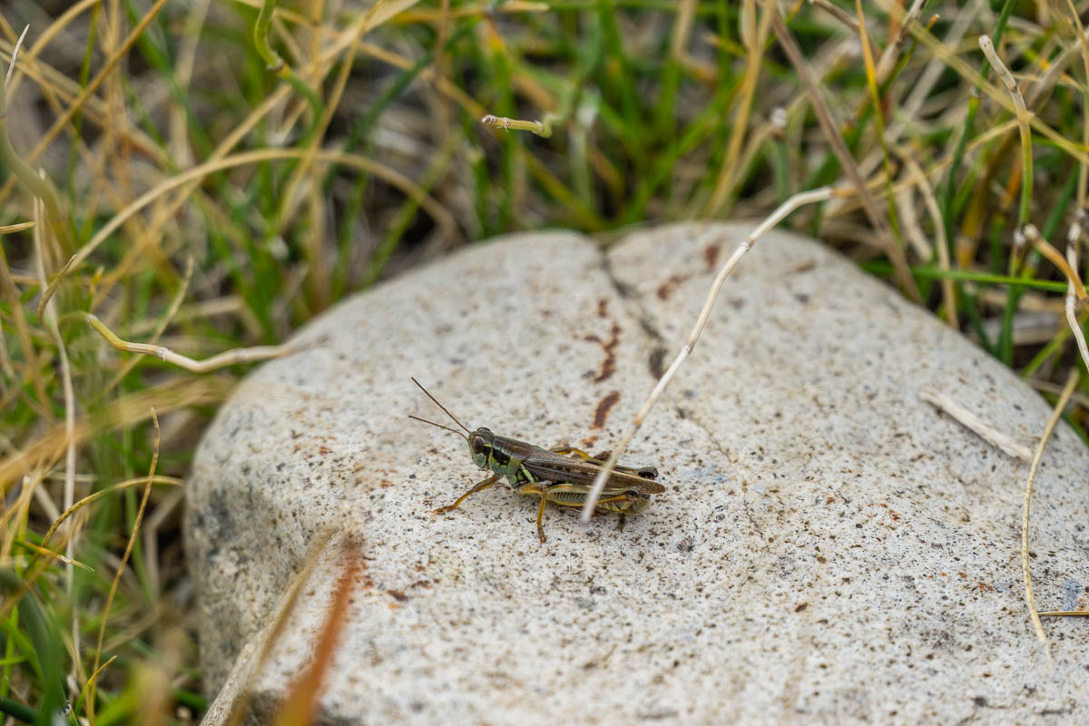 Yellowstone hopper fishing