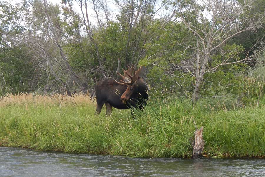 Montana Fishing, Fly Fishing Montana